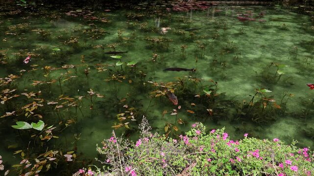 モネの池（名もなき池）