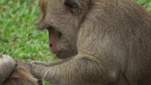High-quality 4K footage of a macaque monkey nuzzling and picking through the thick fur of another monkey. This intimate look at primate behavior shows the deep social connections within the troop.
