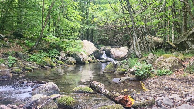 Torrente di montagna