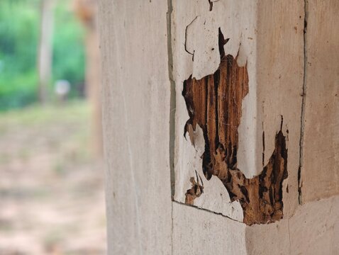 A close-up of a wooden structure damaged by termites, showing destroyed wood texture and cracked peeling paint. Concept for pest control, home inspection, and building maintenance.
