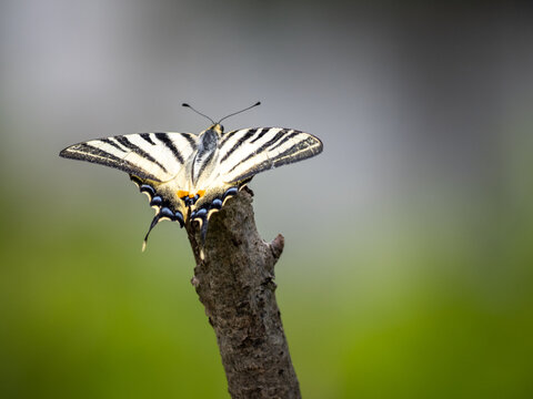 Iphiclides podalirius, scarce swallowtail butterfly resting on top of a stick