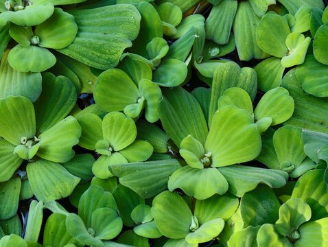 A full-frame top view of vibrant green water lettuce plants floating on a pond. Beautiful natural foliage pattern, background texture, aquatic eco-system, and botanical concepts.