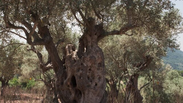 Knotted trunk of an ancient olive tree standing within a sunlit grove in rural Mallorca, Spain.