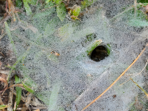 A close-up of a funnel web woven on green grass, covered with thousands of morning dew droplets. Showing the spider hole entrance, representing natural architecture and wildlife concepts.