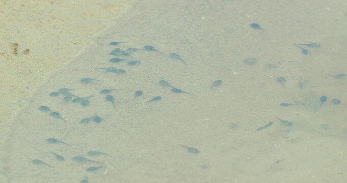 Tadpoles in a drying river pool