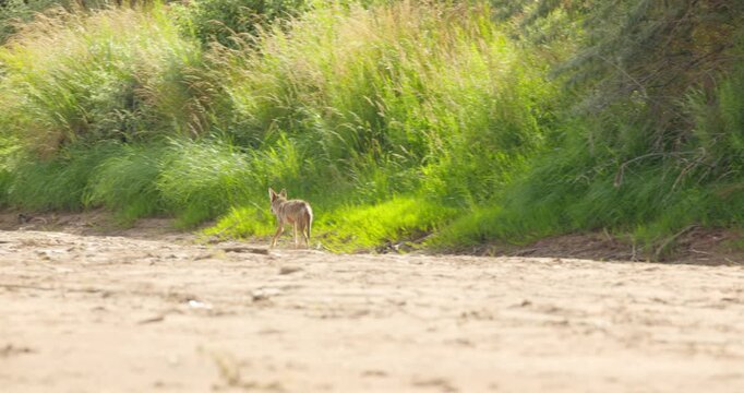 Coyote searching river bed for food and water.