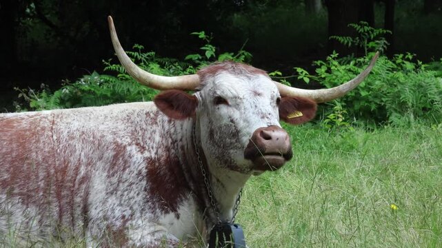 Closeup of a Longhorn Cow. Staffordshire. Summer. UK