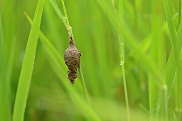 Fototapeta premium Feenlämpchen, getarnter Kokon einer Feenlämpchenspinne (Agroeca).