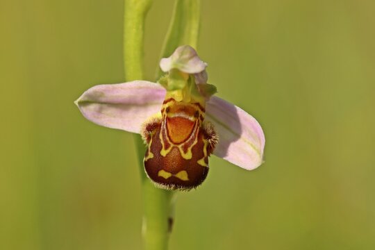 Bienen-Ragwurz (Ophrys apifera)