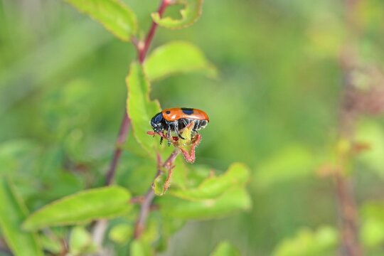 Ameisensackk&auml;fer (Clytra laeviuscula)