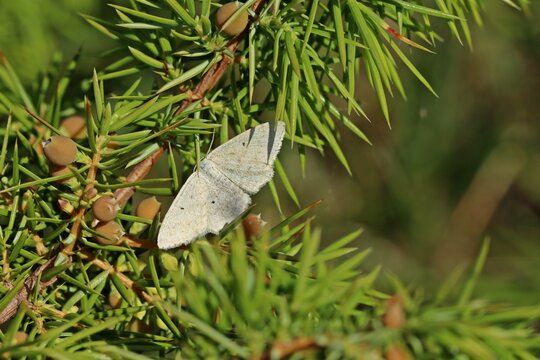  Vierpunkt-Kleinspanner (Scopula immutata)