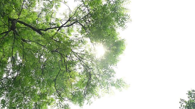 June 21 marks the Summer Solstice in the Northern Hemisphere, the longest day of the year in 2026, with the most daylight. The sun's bright light is visible through the leaves, then twilight gradually