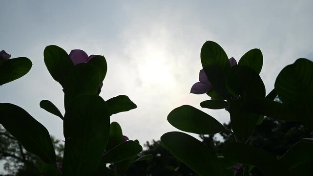 June 21 marks the Summer Solstice in the Northern Hemisphere, the longest day of the year in 2026, with the most daylight. The sun's bright light is visible through the leaves, then twilight gradually