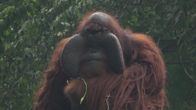 Majestic 4K footage of a large male orangutan with prominent cheek pads, chewing on green leaves. The video showcases the powerful jaw and detailed orange hair of this critically endangered primate.
