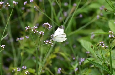 Cabbage White butterfly feeding on Verbena bonariensis © kamotori