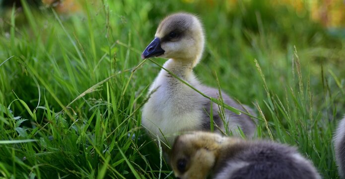Young gosling standing in fresh green grass on a sunny day. Close-up wildlife portrait of a fluffy baby goose in a natural outdoor setting, highlighting early growth and animal behavior.