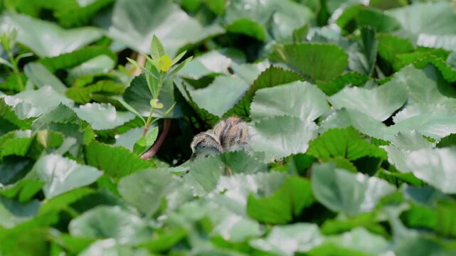 Baby pheasant-tailed jacana waterbird chick on floating aquatic plants