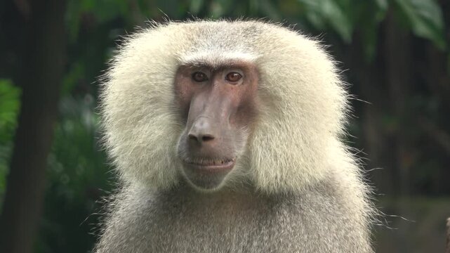 Clear 4K side profile footage of a male Hamadryas baboon. The shot highlights the shaggy texture of its light-colored mane and the unique facial structure of this primate species in a zoo habitat.

