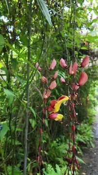 Blooming Oncidium Orchids at Jin Shuang Sheng Flower Farm Taiwan