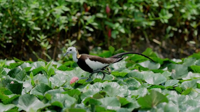 Pheasant tailed jacana walking on floating water lily 60 FPS.