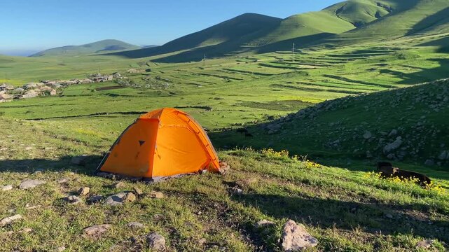 Small herd of cows walks near a camping tent on alpine meadows below Didi Abuli Mountain in Georgia. Peaceful highland landscape with rolling green hills and open pastures.