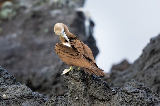 Cocos booby preening on a rock