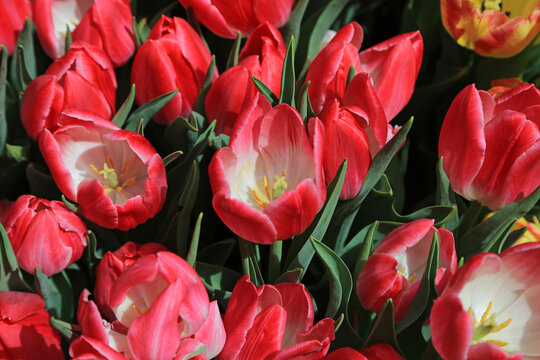 Red and white tulip flowers - blooming in spring