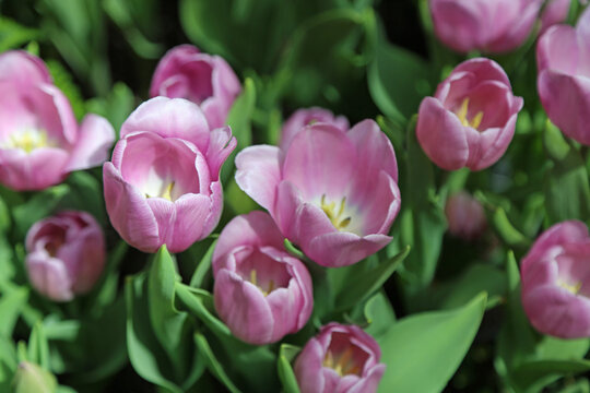 Pink tulip flowers
