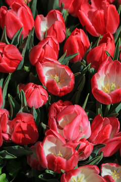 Red and white tulip flowers vertical - blooming in spring