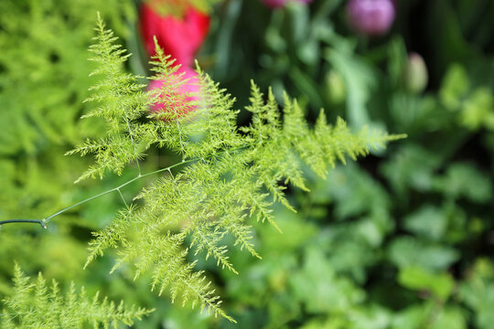 Green leaf of asparagus close up