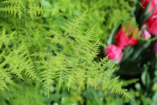 Green leaf of asparagus plant