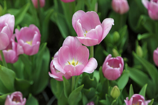 Pink tulips