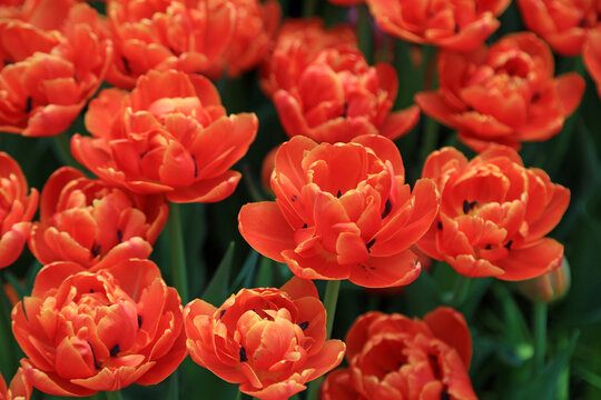 Lush red tulips