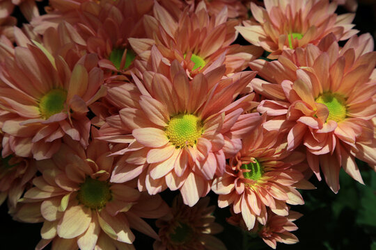 Orange chrysanthemum flower close up