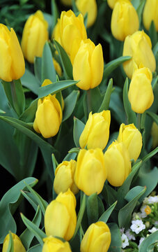 Yellow tulips vertical