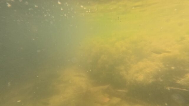 Dark depths of a polluted lake underwater view