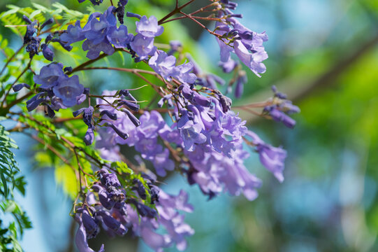 Close up of beautiful purple jacaranda flowers blooming vibrantly against a soft blue sky background in early summer