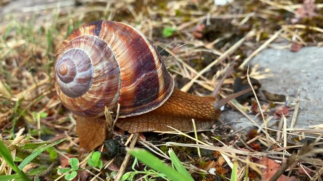 Close-up view of a garden snail traveling over dry grass, small stones and soil. Spiral shell details and slow movement captured in a natural outdoor environment.