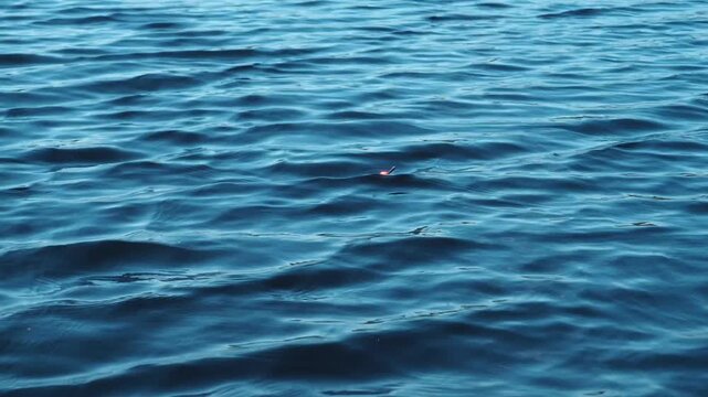 Red and white fishing float bobbing on calm dark blue water surface.