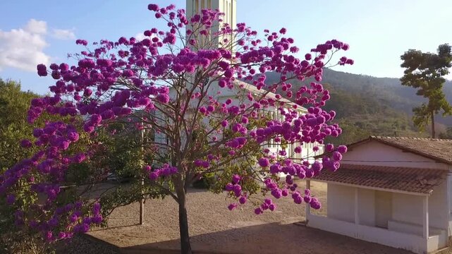 Lindo Ip&ecirc; Roxo na Capela de Santo Ant&ocirc;nio em Itarana, Esp&iacute;rito Santo, Brasil.