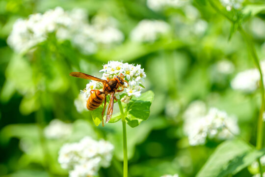 Close up of a yellow hornet gathering on white buckwheat flowers blooming in the green field