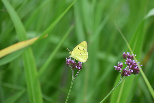 Clouded Yellow butterfly feeding on Verbena bonariensis