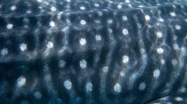 Whale shark skin