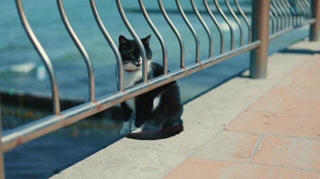 Black and white cat sitting behind a metal fence near the sea. Lonely pet on a promenade outdoor by the water. Cute stray animal resting on a summer day. Urban wildlife observation.