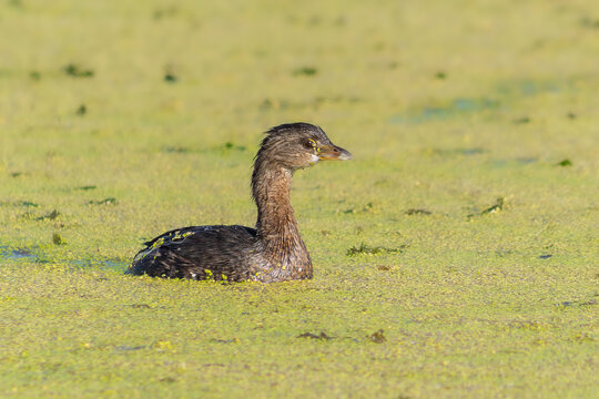 Pied-billed grebe swimming in algae