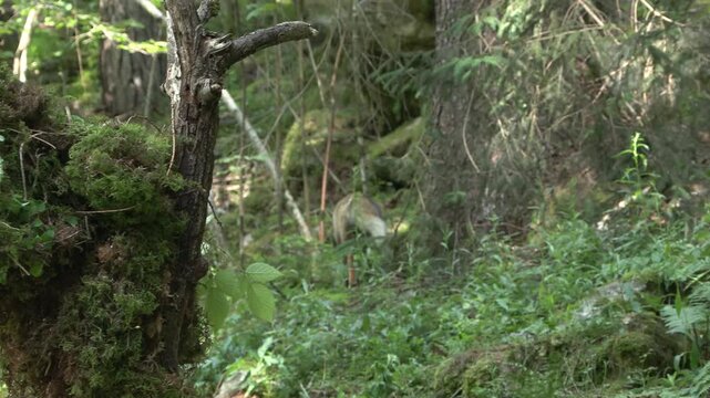 Red Fox in Summer Coat Foraging in the Lombard Orobie Alps, Italy