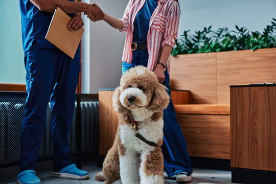 Goldendoodle dog with owner meeting veterinarian
