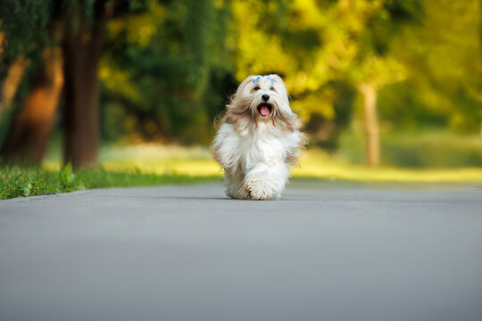 beautiful tiberan terrier dog walking in the park off leash