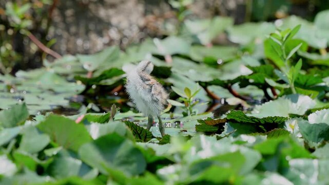 Baby pheasant tailed jacana chick preening its feathers 60 FPS.