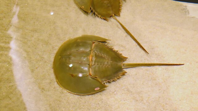 These are Atlantic horseshoe crabs (Limulus polyphemus), which are closely related to spiders and scorpions rather than true crabs.